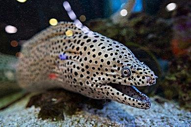 《命运2》外挂制造商拒绝出庭 缺席判决赔款670万美元