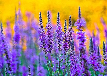 科隆：行星生存模拟《滞困：异星黎明》公布